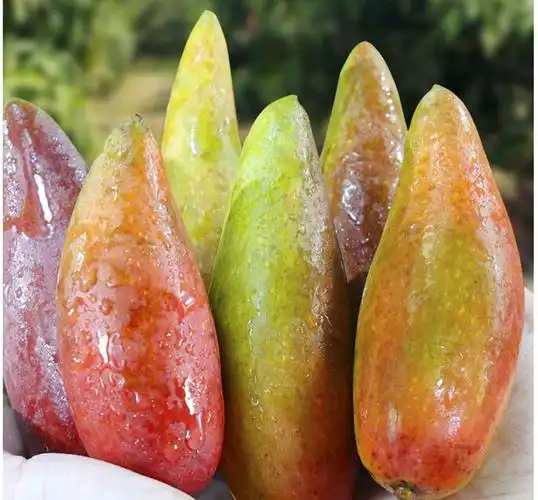 海南辣椒芒新鲜牙签芒当季尖椒芒三亚小芒果新鲜贵妃芒果新鲜水果5斤