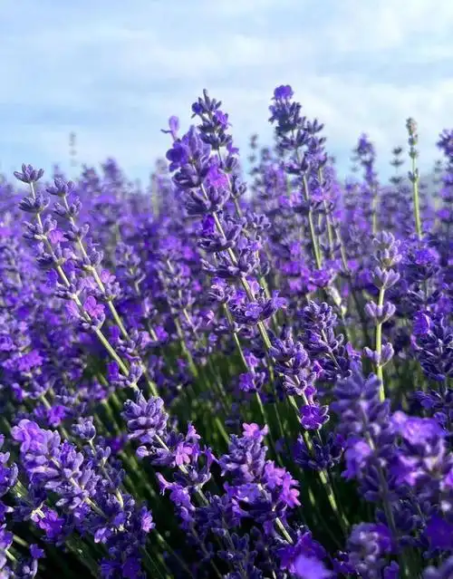 薰衣草花开的季节里,那一片紫色的花海,唯美而又浪漫.