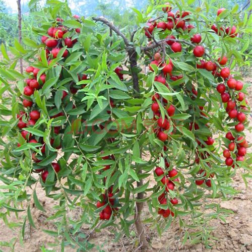 大果沙棘苗 沙棘树苗盆栽/地栽沙棘果树苗 沙棘钙果苗南北方种植