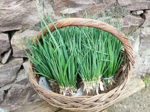 村里老人售卖的自家种植的小葱,翠绿欲滴,纯绿色食品,新鲜好吃啊!