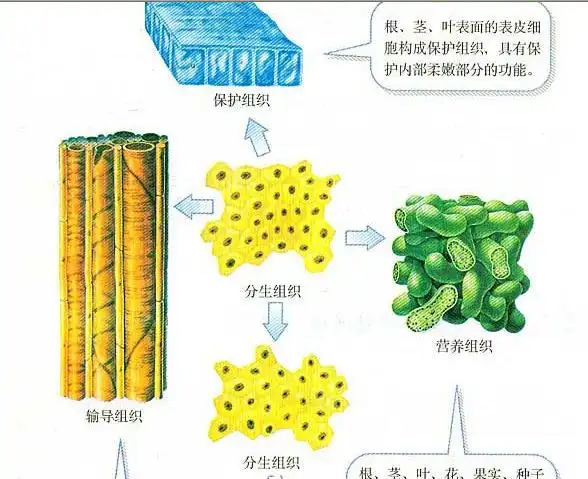 分生组织细胞小,细胞壁薄,细胞核大,细胞质浓,具有很强的分裂能力