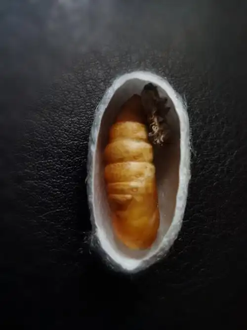 蚕宝宝结茧成蛹