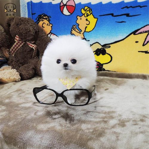 麦比佳 狗狗活体 纯种博美犬幼犬活体宠物狗狗哈多利