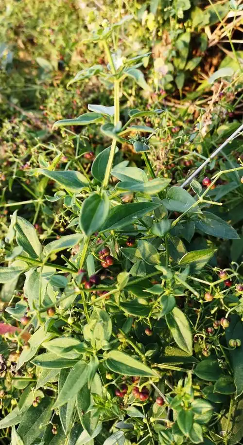 日月峡中草药973茜草6