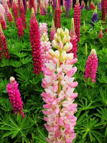 北京市市花………月季花