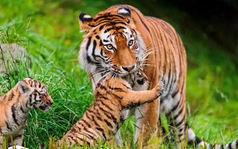 豺狼虎豹精美合集桌面壁纸_动物壁纸