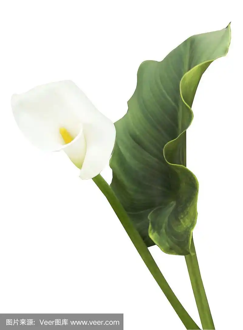 叶离生的白色马蹄莲