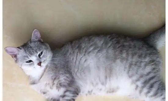 英短鱼骨纹为什么便宜鱼骨纹的英短不纯