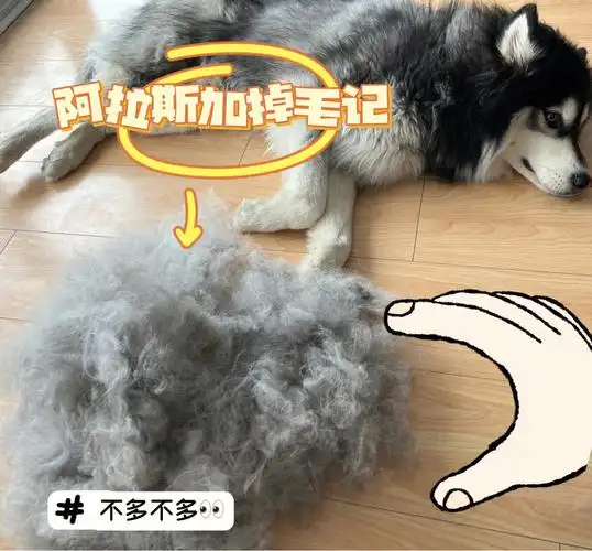 浅梳一下阿拉斯加有多掉毛