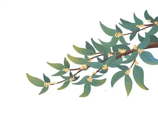 绿色手绘卡通桂花树枝中秋节元素png素材