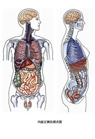 女人内脏简笔画