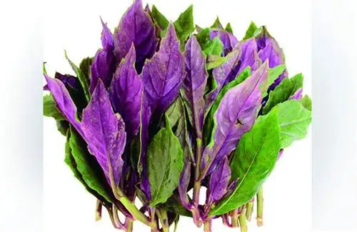 红凤菜超级蔬菜补血补钙又顾眼睛