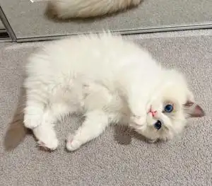 纯白布偶猫找新家 !