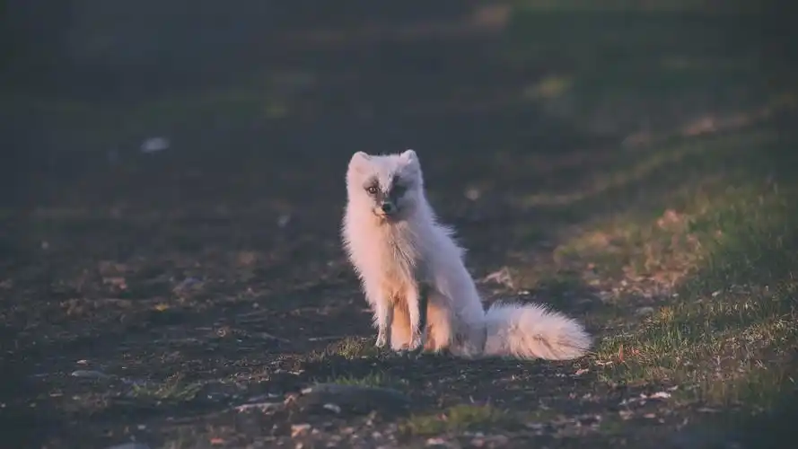 逗人喜爱的白色白狐,坐地面 5k
