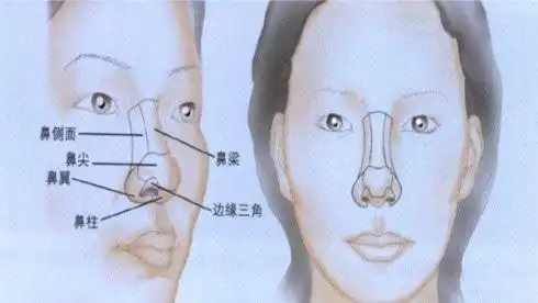 鼻翼图片