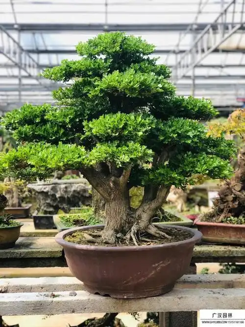 矮霸黄杨盆景怎么培养呢