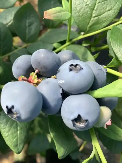 薄雾蓝莓纯甜口味道路管制只发大连