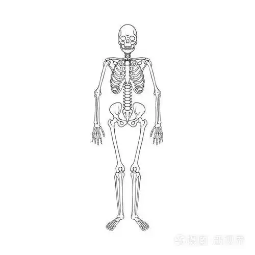 骨头和人的股票向量例证的汇集插画-正版商用图片17jz2q-摄图新视界