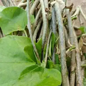 新鲜宽筋藤舒筋藤中草药青筋藤松筋藤伸筋藤500克包邮