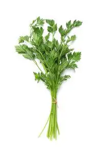 一束新鲜的欧芹孤立在白色,俯视图照片