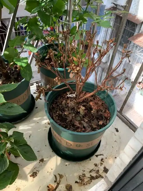 请花友支招,杜鹃枯萎了,能抢救一下吗