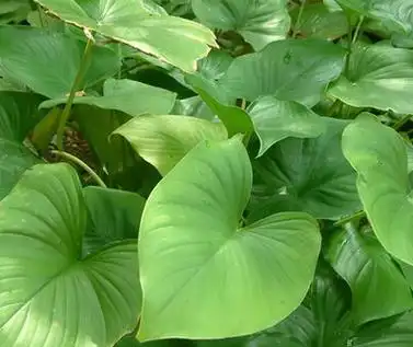 常用中药介绍(十六)