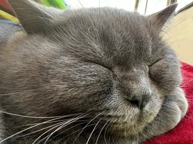 无聊把小猫鼻子放大看看,哈哈还有鼻涕嘞#猫  #蓝猫  #猫咪鼻子