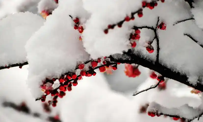 红梅傲雪 暗香浮动__财经头条