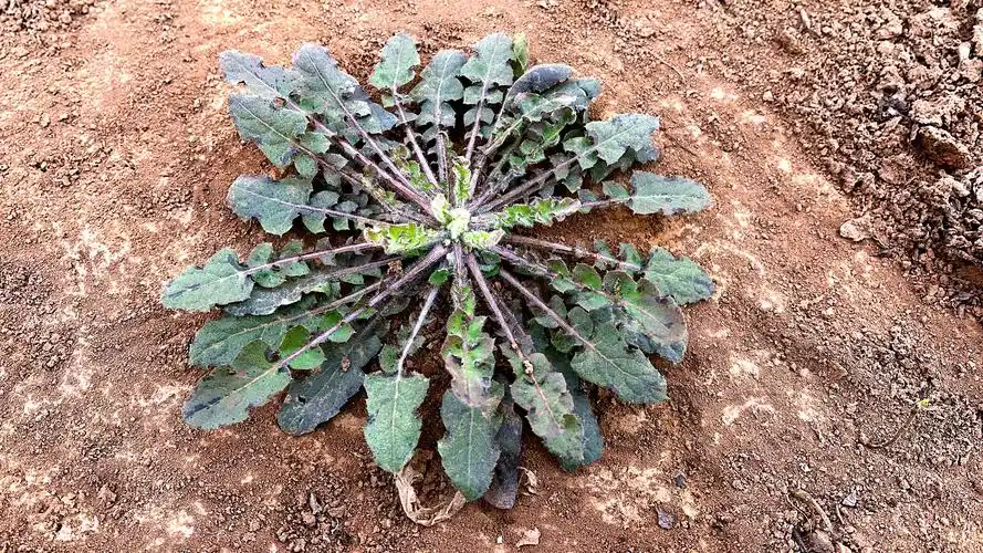 还阳草又名"还阳参",根似人参,好多人第一次见到