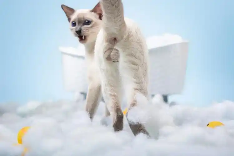 谁也不许动我的04暹罗猫宠物写真长春宠物