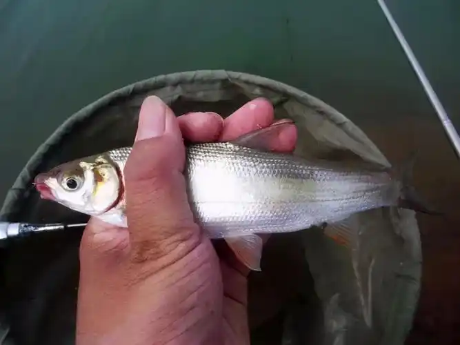 江河野钓青尾鲴,从选钓位开始到连杆上鱼,终于知道关键技巧所在