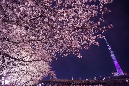2017赏樱特辑细数堪比幻境的东京5大夜樱观赏景点!