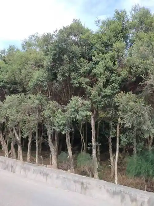 澳洲茶树苗(互叶白千层) - 贴图库