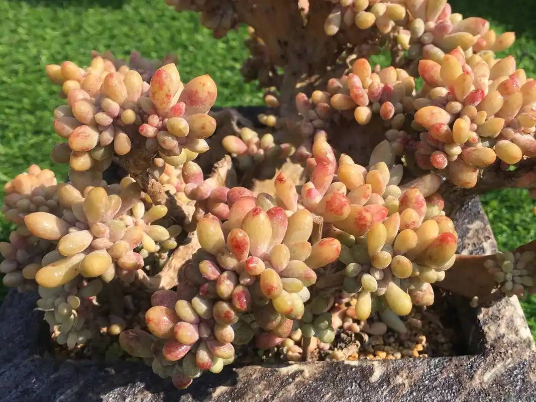 醉美人和绮罗一样神奇的品种最好养的缀化多肉上色真的好美