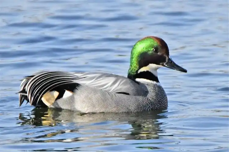 后湖的野鸭子(二)
