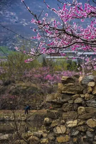 桃花树下