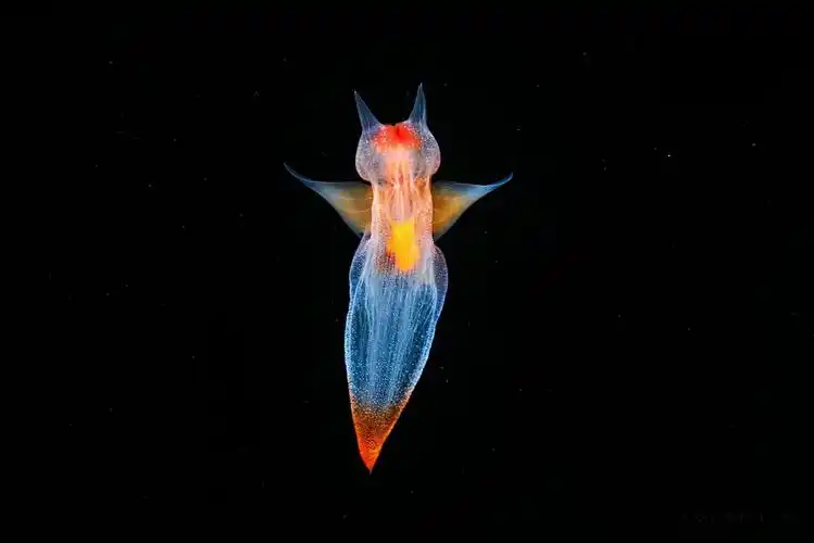 自然界十大透明生物