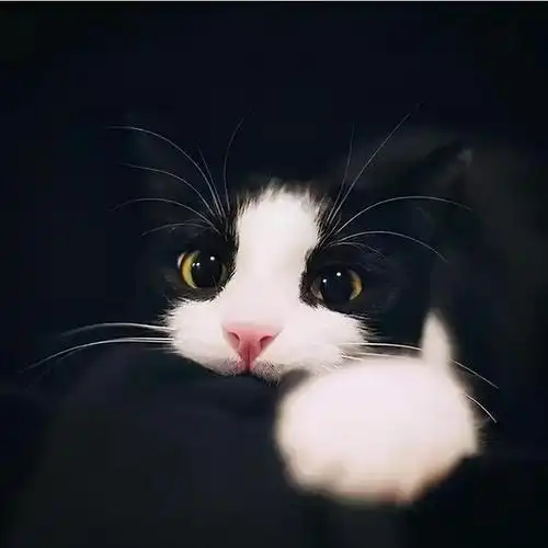 疫情改变了很多东西其中就包括猫咪的高冷