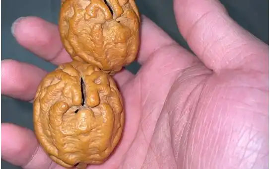 乾坤鬼脸核桃上手第二十天