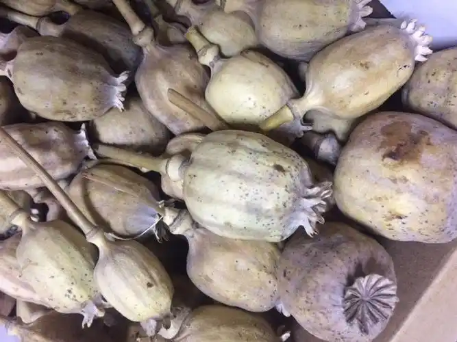 有谁知道这是不是罂粟果