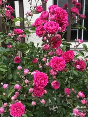 冬天红木香花进入休眠期,我疏剪枝条,松土除草施肥