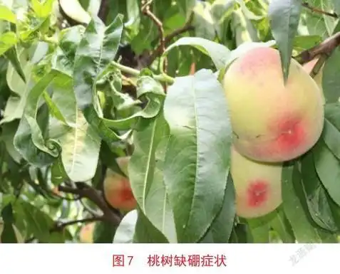 渭北长武桃树缺素症的防治技术措施