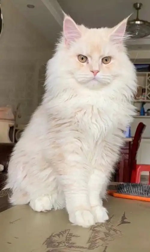 卖深圳甜美缅因凯米尔色