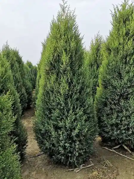 河北保定永兴园林柏树种植基地栽植季节:春季,秋季,冬季种类:常绿树