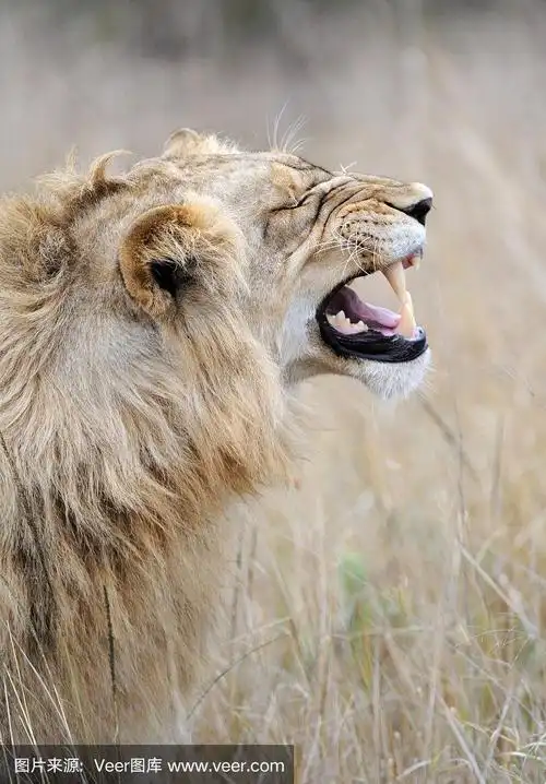 咆哮的雄狮