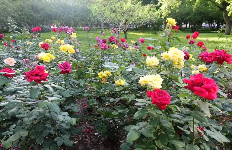 地坛公园的月季花