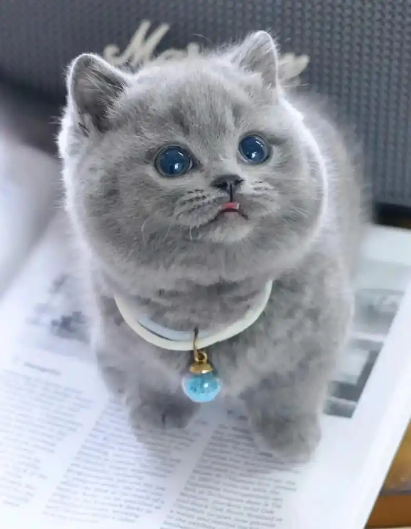 蓝猫崽崽求领养啦!800一只带回家!