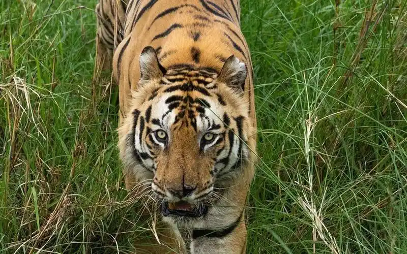 班达伽保护区最大的老虎虎王塔伦的大长腿亮眼