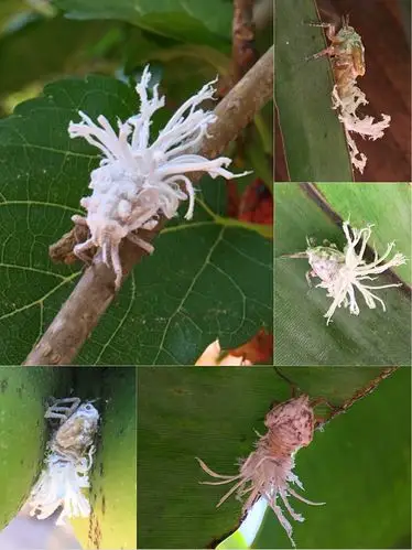 俗称小白鸡,学名白蛾蜡蝉.