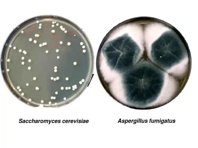 真菌生长繁殖ppt